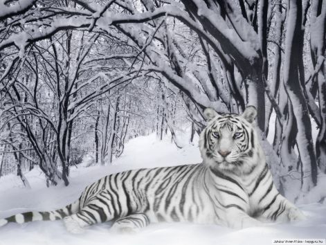feher_tigris.jpg