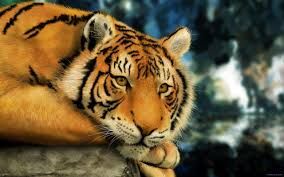 fekvo_tigris.jpg