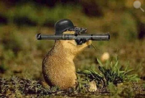 ragcsallo.jpg