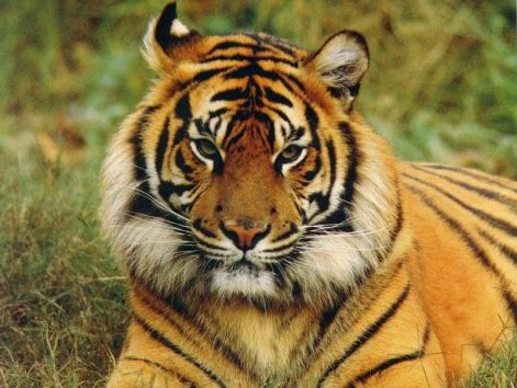 tigris.jpg